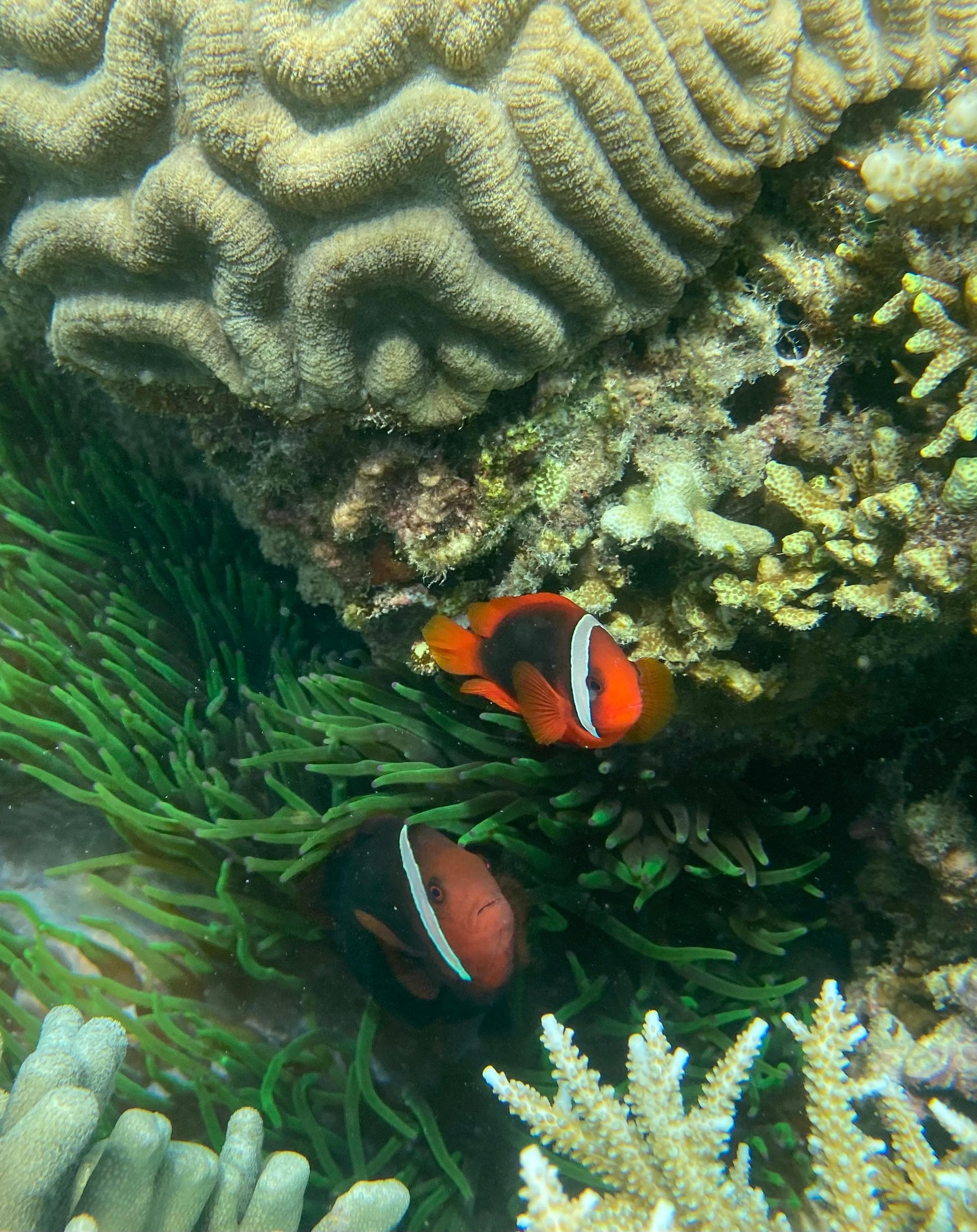 Linapacan Reef - 2
