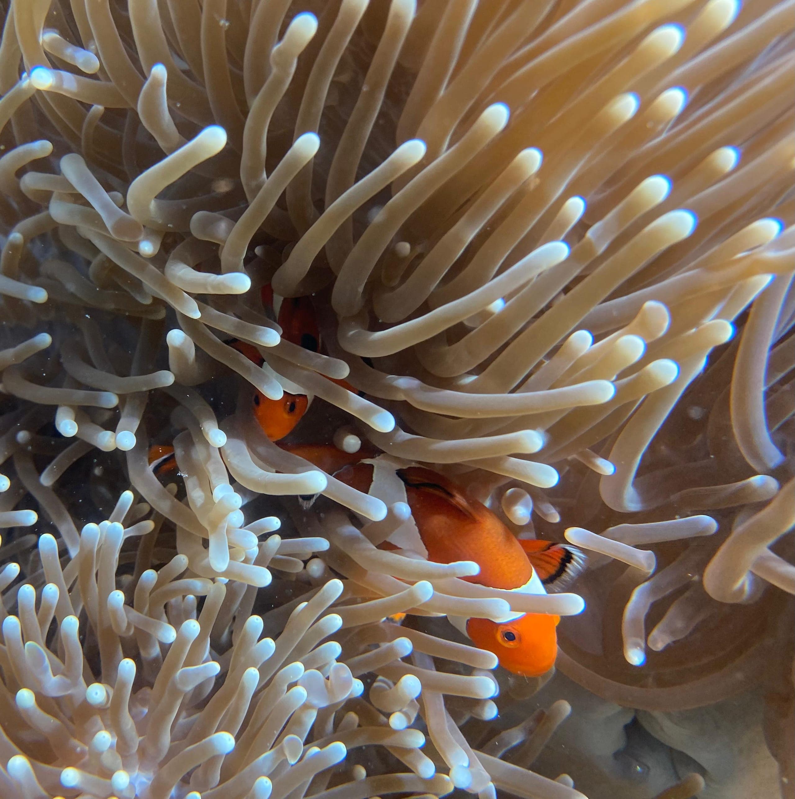 Linapacan Reef - 3