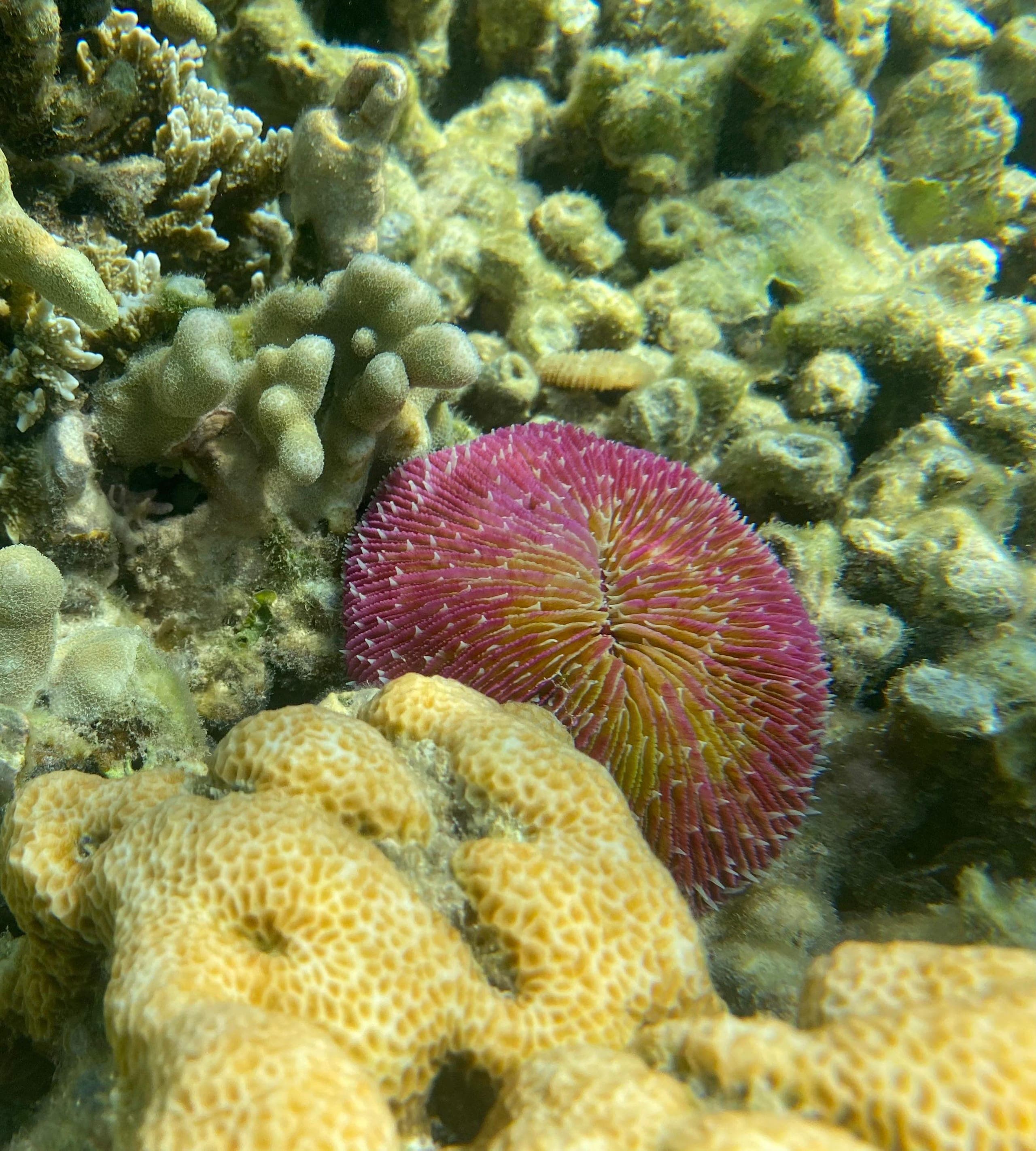 Linapacan Reef - 4