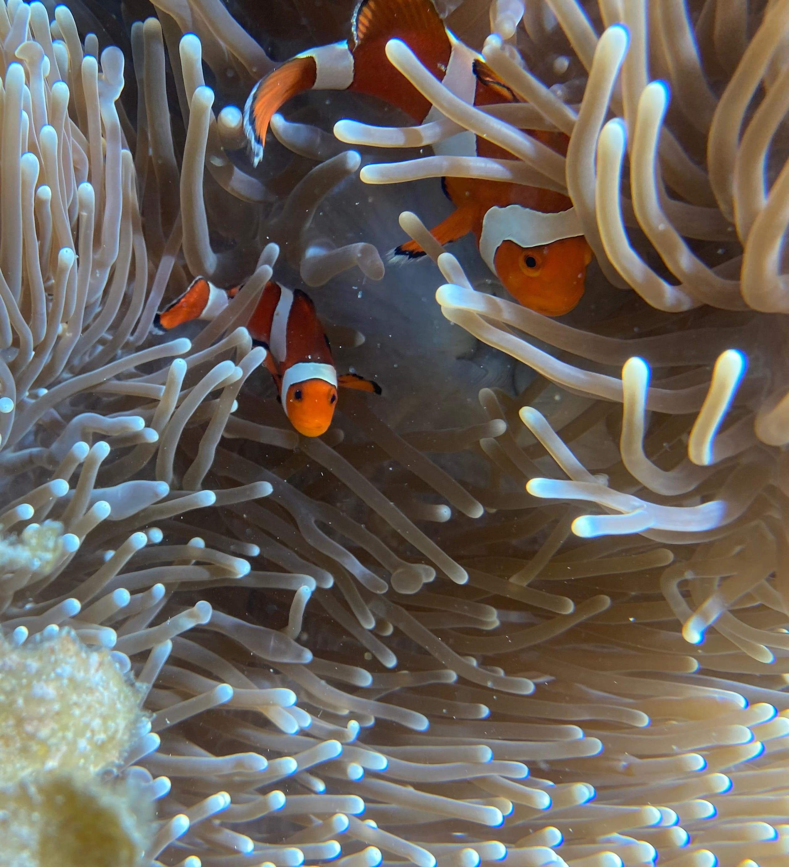 Linapacan Reef - 5